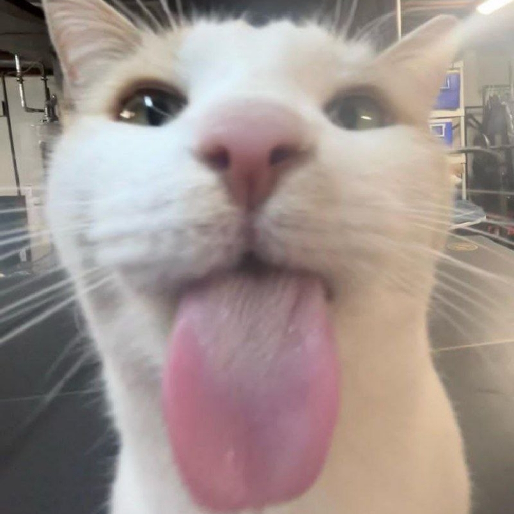 Meet your Posher, Kevin